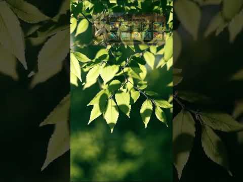 Dragon Light – Tiger Dark 广告素材