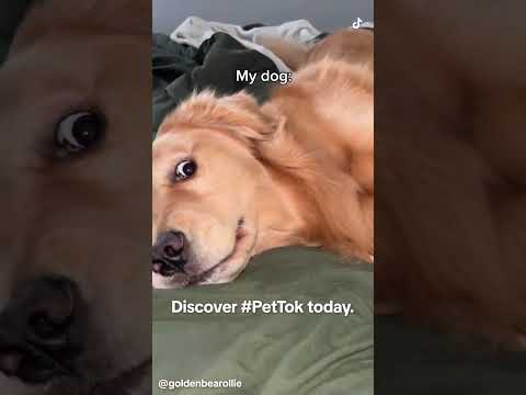 TikTok 广告素材