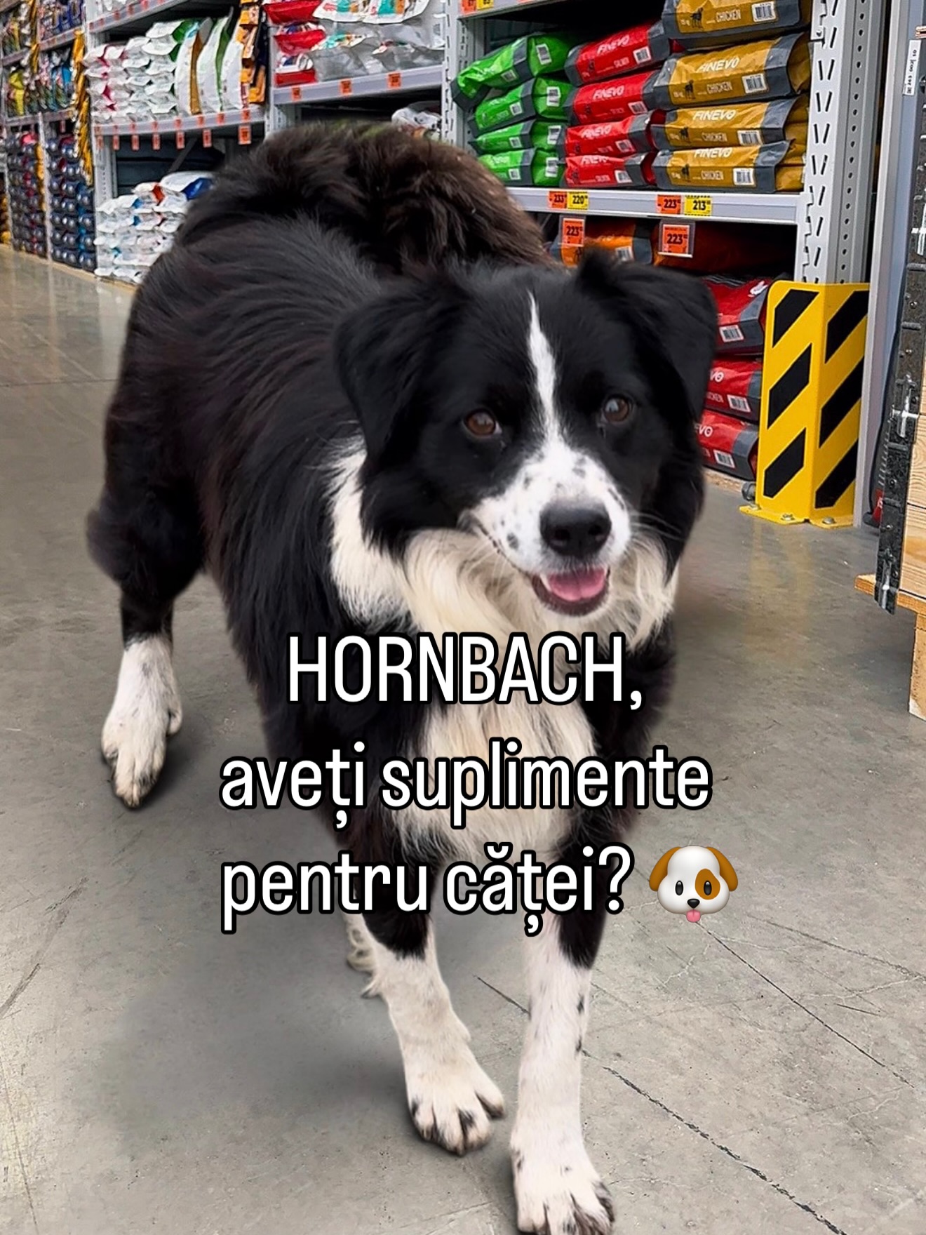 HORNBACH - magazinul dumneavoastră online de materiale de construcții 广告创意 6