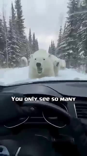 Whiteout Survival 广告素材