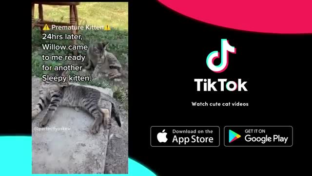 TikTok 广告素材
